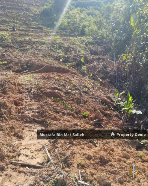 Tanah Kebun Getah Klon PB 350 Lubok Datu Pokok Sena Kedah