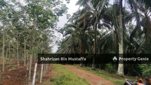 Tanah 8 Ekar, Kelapa Sawit. Di Segamat