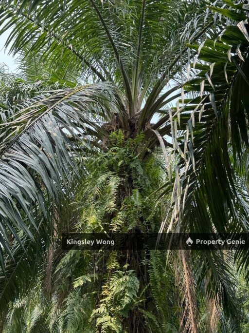 Sungai Siput Agriculture Land 3.2 Acres Flat Land Industrial Zone