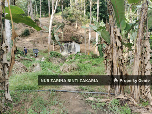Dusun/Kebun/Orchard Durian untuk Di Jual, Kampung Jalan Bharu, Balik Pulau, Pulau Pinang