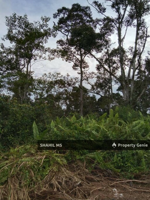 sp0148 || GELANG PATAH JOHOR || KAMPUNG JELUTONG TENGAH || TANAH PERTANIAN || FREEHOLD || INTERNATIONAL LOT || 4.929 HEKTAR || RM21.5 JUTA