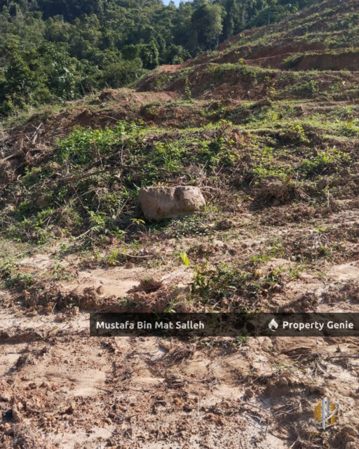 Tanah Kebun Getah Klon PB 350 Lubok Datu Pokok Sena Kedah