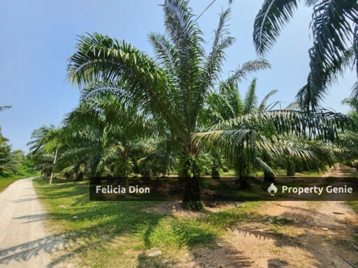 SEBATU MELAKA AGRICULTURE LAND FOR SALE‼️FREEHOLD