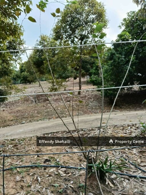 KUALA KLAWANG CHENOR AGRICULTURAL LAND