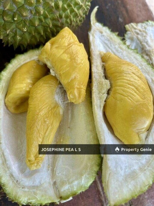 Kuala Kubu Bharu, Selangor, 40 Acres Durian Farm Agricultural Land for Sale 雪兰莪, 福隆港 榴莲种植园出售