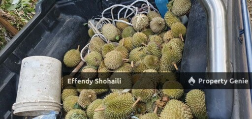 BENTONG JALAN TRAS TANAH PERTANIAN