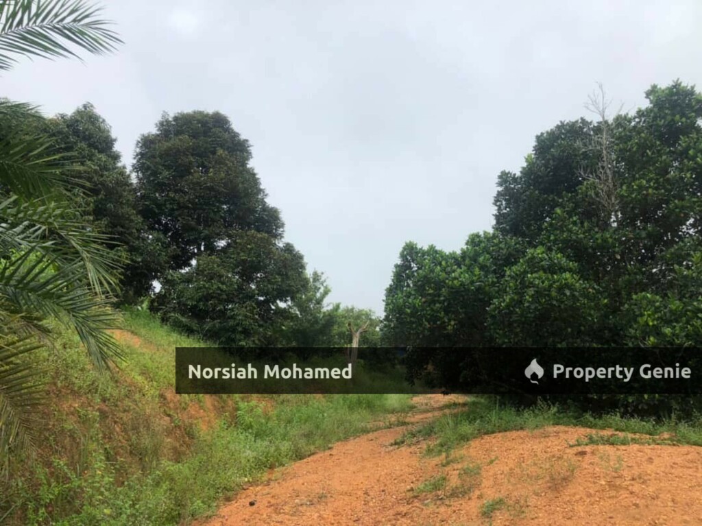 Tanah Potensi Emas - Sesuai Kebun Musang King  atau Projek Ternakan Ikan dan Ayam, Kuala Pajam, Beranang, Selangor