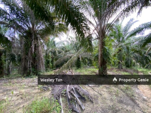 Bemban Freehold Agricultural Land With Access Road First Layer
