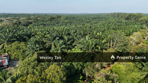 Jasin Jln Tehel Freehold Mainroad 9.9acres Matured Palm Oil Agri Land