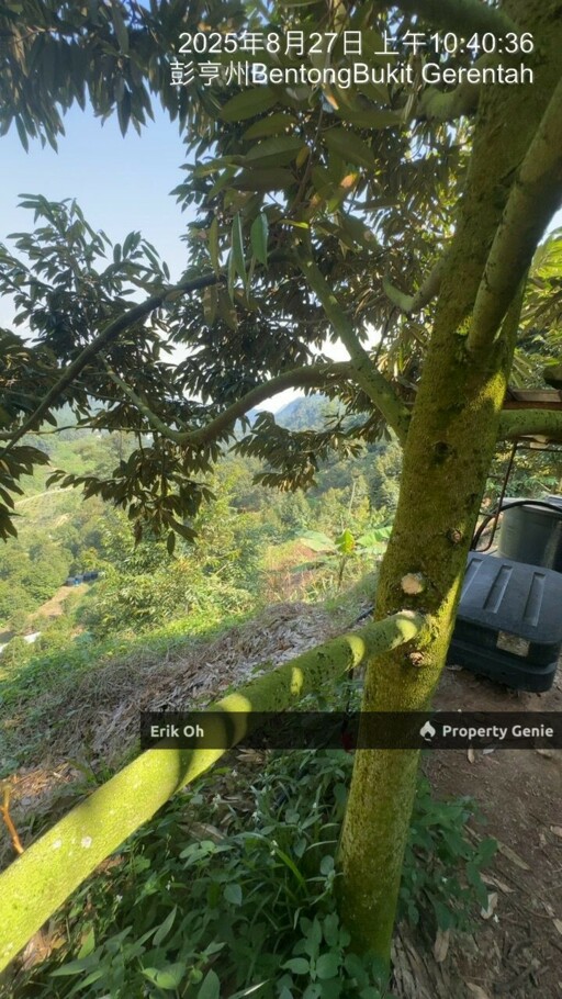 Gur Puri Bentong Pahang Durian Farm for Sale