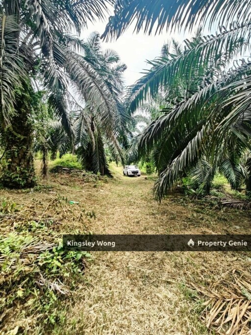 Kampung Ribu Kuala Kangsar 4.3 Acre Oil Palm Agriculture Land