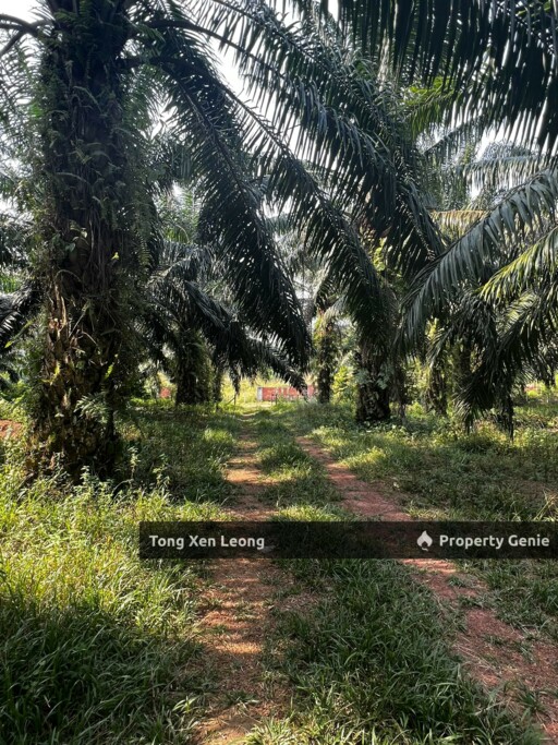 Freehold Agricultural Land @ Lendu for Sale !!