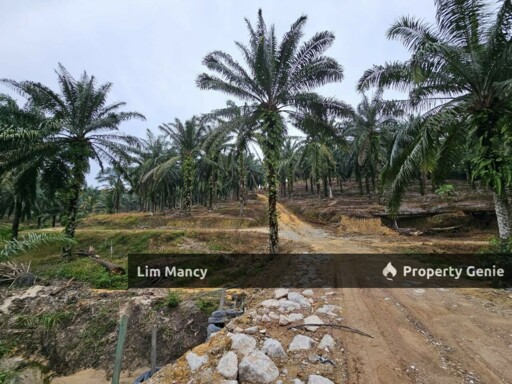 Ulu Choh Pekan Nanas Agriculture Land