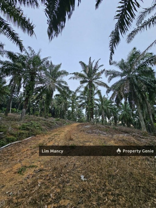 Ulu Choh Pekan Nanas Agriculture Land