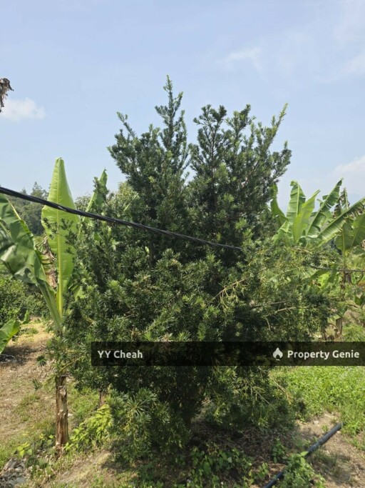 Kuala Kangsar Perak 7.7 Acres Freehold Agri Land For Sale, Well-maintained Orchard