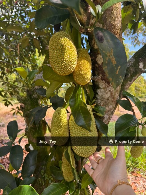Parit Abdul Rahman, Pontian, Johor (Durian Farm) Land for Sale