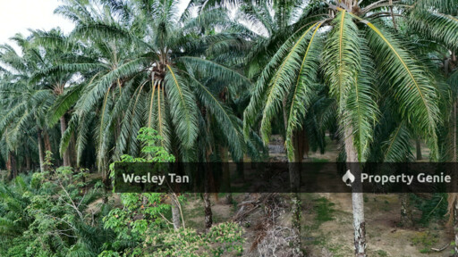Below Value Durian Tunggal Oil Palm Land 4.1acres ROI 6% 200+- Trees