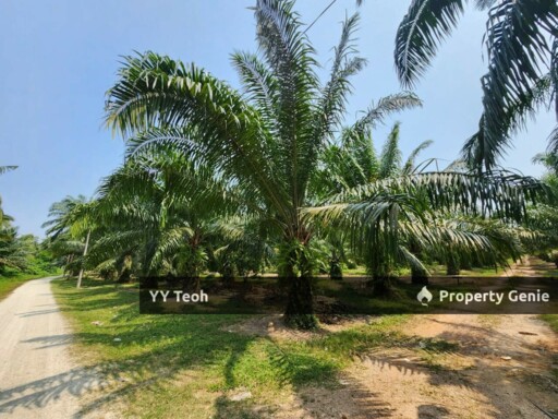 Agriculture Oil Palm Land @ Sebatu Melaka