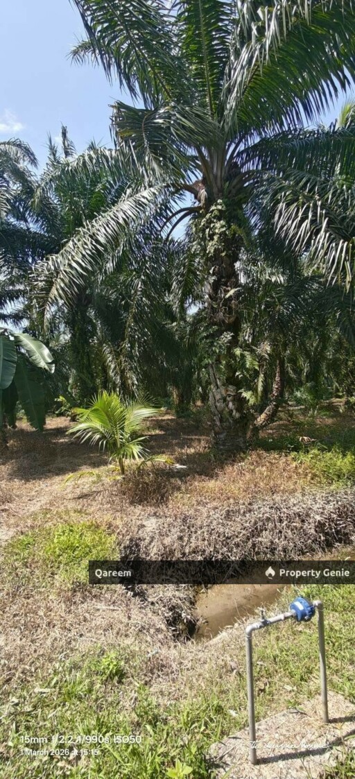 1 Ekar Tanah Kampung Sungai Burong Sekinchan Kuala Selangor