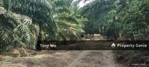WTS  Agriculture Land Palm Oil Farm 6 Years  ( Mixed Development Zoning) at Johol Negeri Sembilan .
