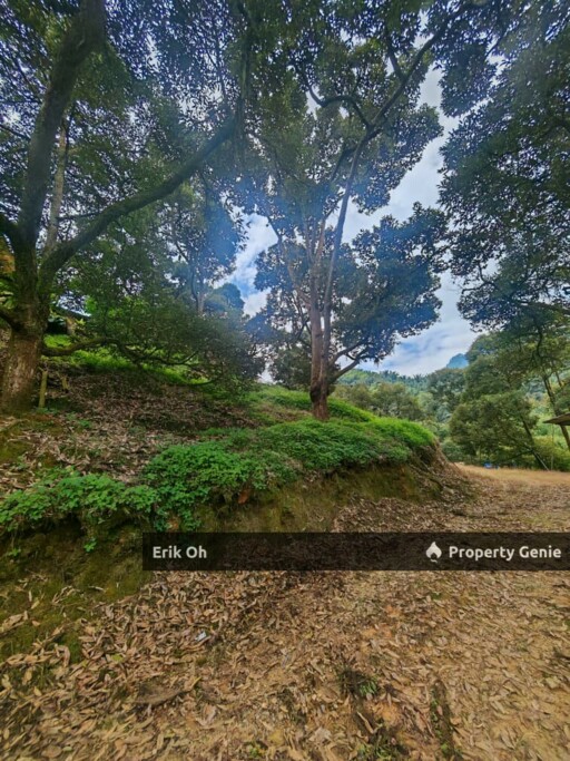 Gur Puri Bentong Pahang Durian Farm for Sale