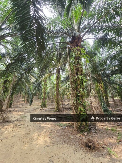 Kuala Kangsar Freehold 1.3acre Agricultural Land with Reserved Road