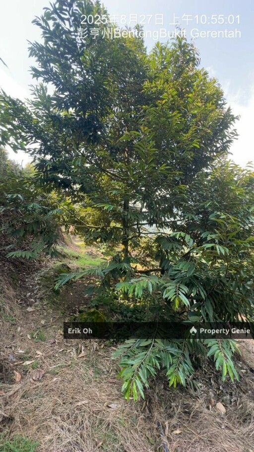 Gur Puri Bentong Pahang Durian Farm for Sale