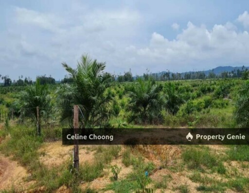 Padang terap, kedah P002