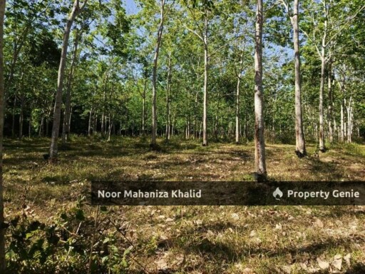 Tanah Kebun Getah, Kampung April Mukim Gajah Mati, Pokok Sena Kedah