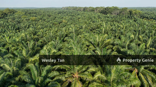 Jasin Jln Tehel Freehold Mainroad 9.9acres Matured Palm Oil Agri Land
