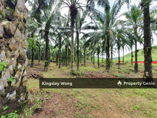 Sungai Siput Jalong Perak Freehold 8.3 Acres Agriculture Land Flat & Sloppy Land