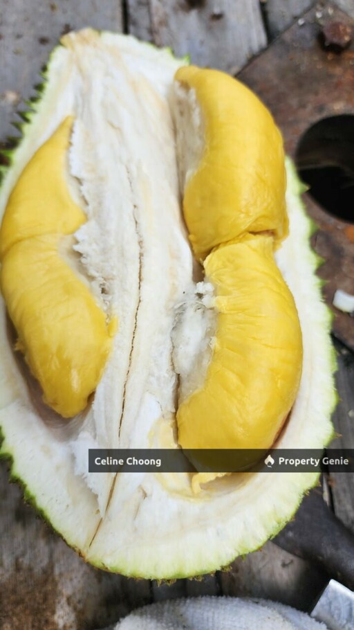 Semenyih agriculture  land durian land