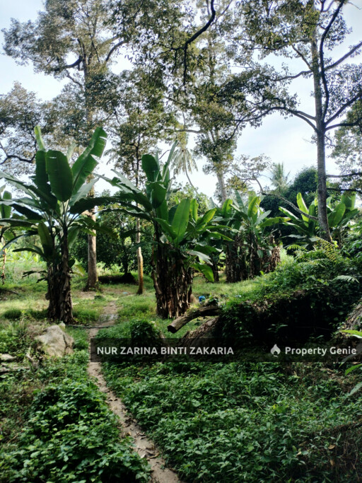 Dusun/Kebun/Orchard Durian untuk Di Jual, Kampung Jalan Bharu, Balik Pulau, Pulau Pinang