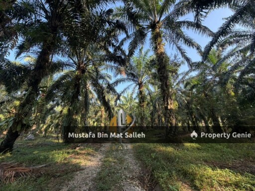 [Kebun Sawit] Sungai Tengas, Kulim, Kedah