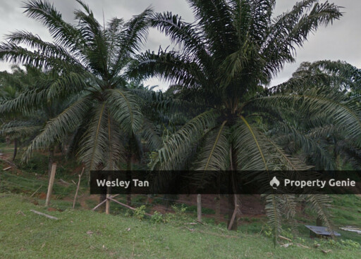 Durian Tunggal Freehold Oil Palm Tree Land For Sale