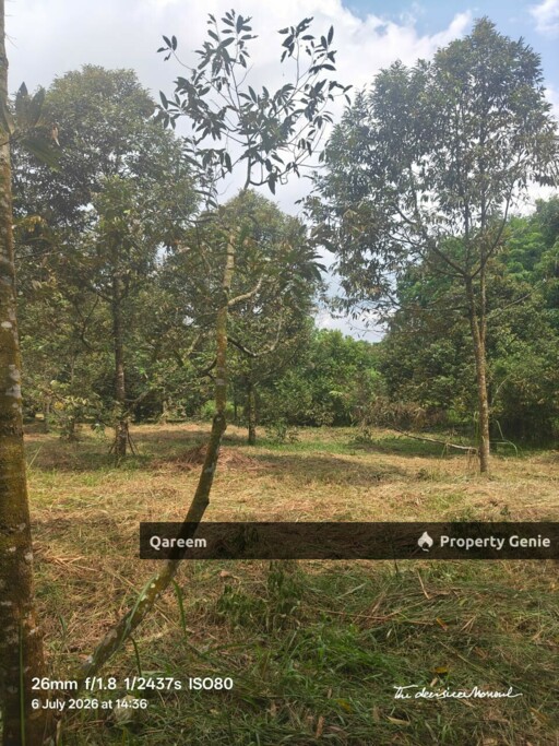 1.6 Ekar Tanah Dusun Durian Kg Kalumpang Hulu Selangor