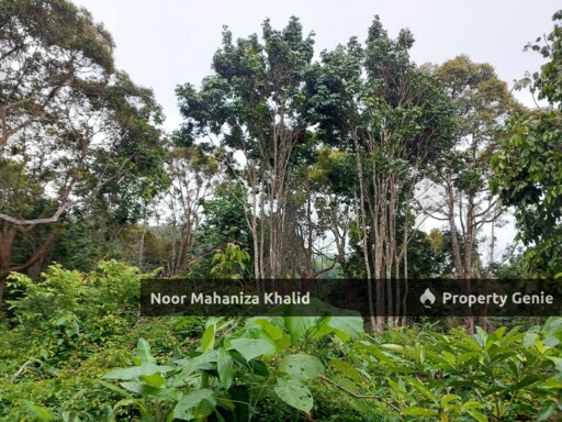Tanah Pertanian Kampung Ibol Seberang @ Solok Lanjut Manis, Terachi Kuala Pilah