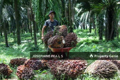 Agricultural Land for Sale in Titi 知知港, Negeri Sembilan 森美兰