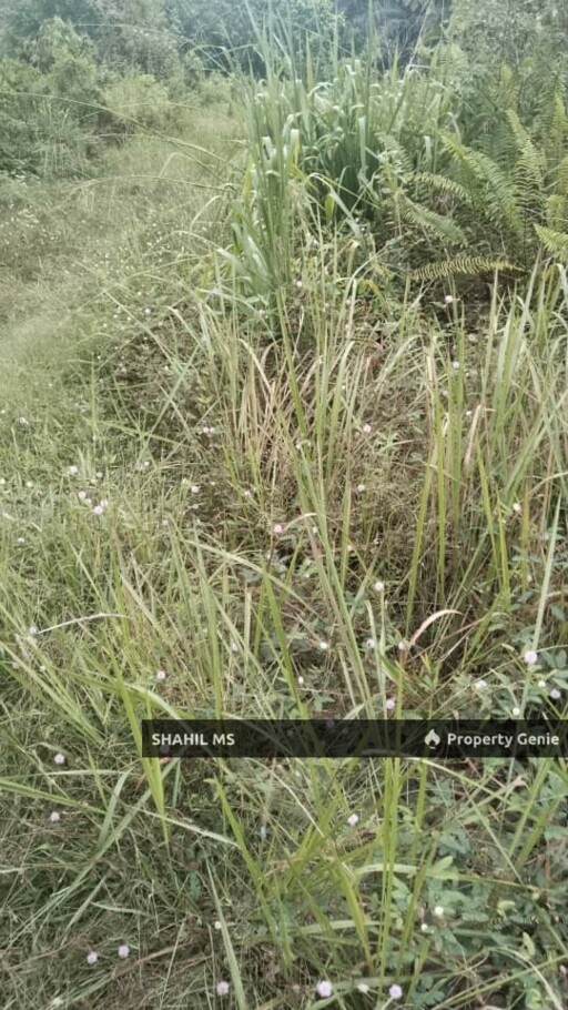 KLUANG JOHOR | KAHANG TIMUR | TANAH PERTANIAN | 6 EKAR | RIZAB MELAYU