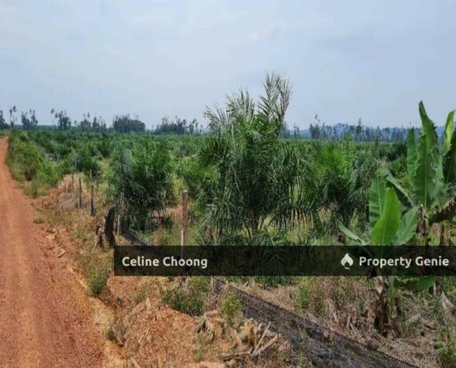 Padang terap, kedah P002