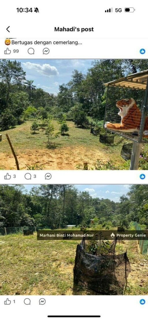 Mature Durian Farm • Tanah Suku Ekar • Kuang