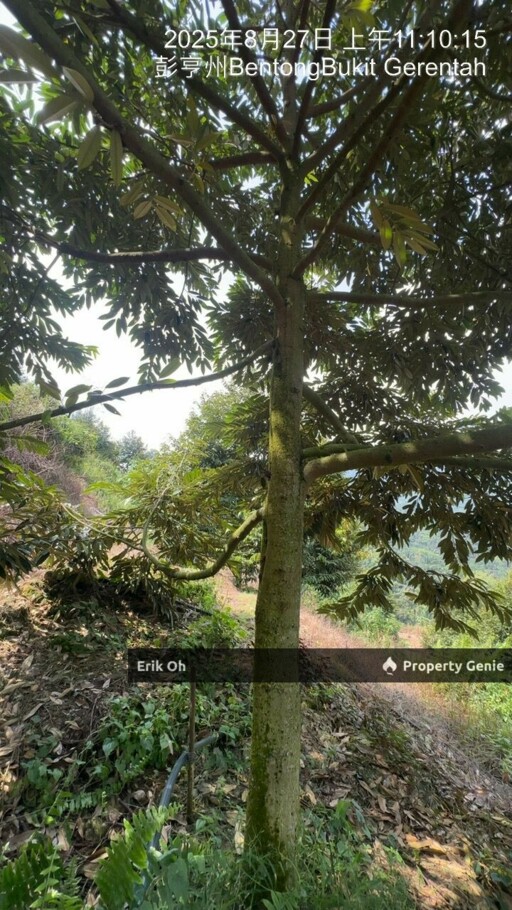 Gur Puri Bentong Pahang Durian Farm for Sale