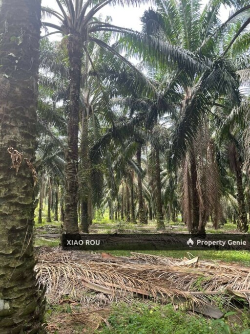 For Sales Sungai Baru @ Masjih Tanah Oil Palm Tree Land
