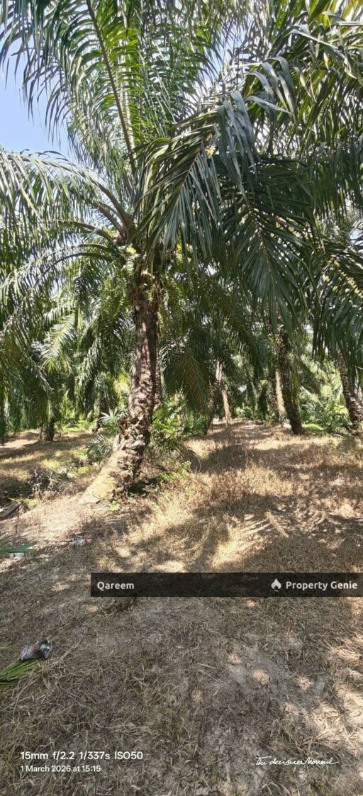 1 Ekar Tanah Kampung Sungai Burong Sekinchan Kuala Selangor