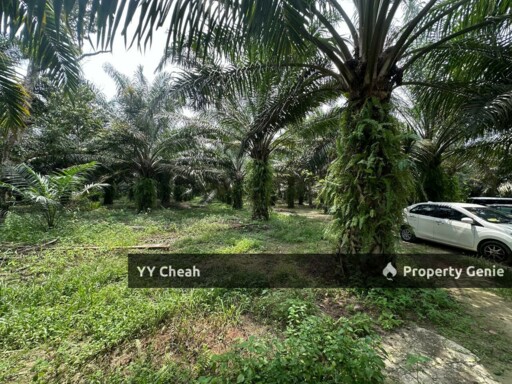 Jeram Agri Land, Perak - Freehold - Palm oil + bired nest, normal car can go