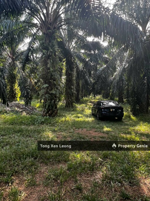 Freehold agricultural land @ lendu for sale !!