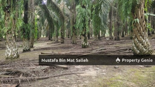 [FREEHOLD] 2 Lots, Kampung Terap Batu 12, Kulim