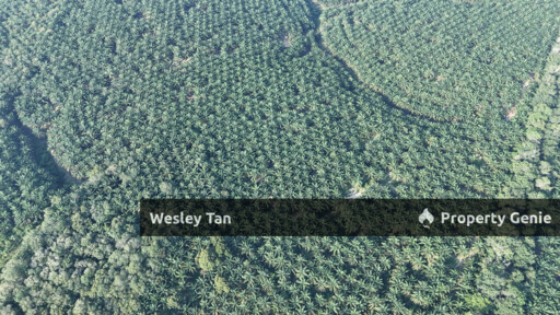 Jasin Jln Tehel Freehold Mainroad 9.9acres Matured Palm Oil Agri Land