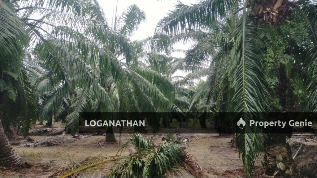 1 Acre Agriculture Tanah Kuala Selangor @ Kampung Api-Api