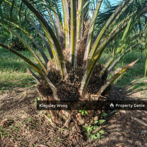 Sg Siput Perak Oil Palm Agricultural Land  Freehold Non Bumi Lot 3-4years Trees Sungai Siput Land For Sale